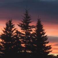 Tingkatkan Daya Ingat dengan Ekstrak Pinus