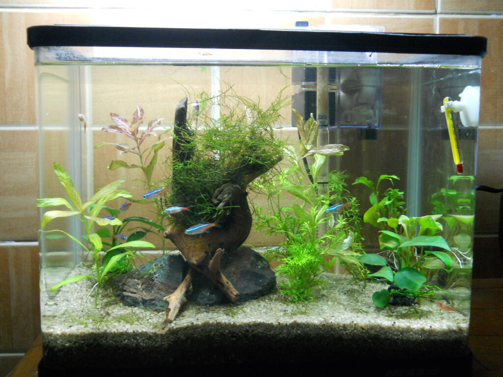 85 Aquascape Bagus Gratis Terbaik