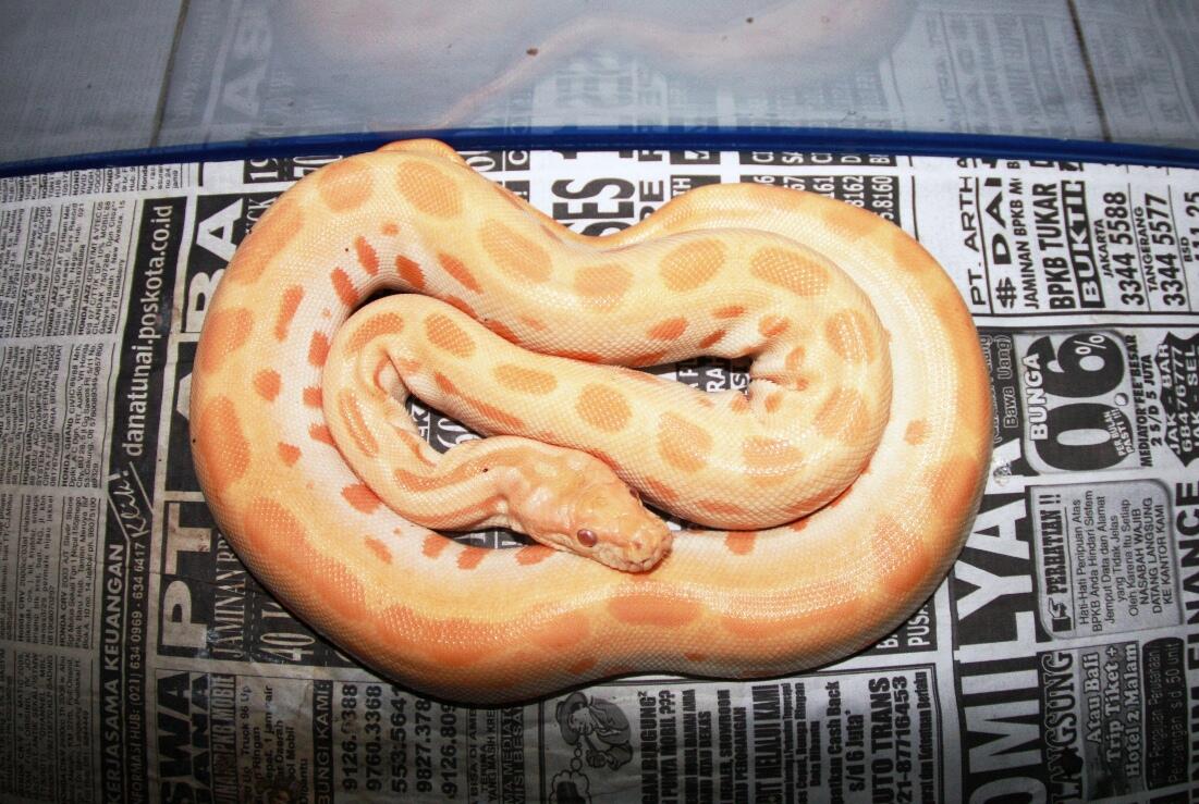 GREEN BURMESE - ALBINO