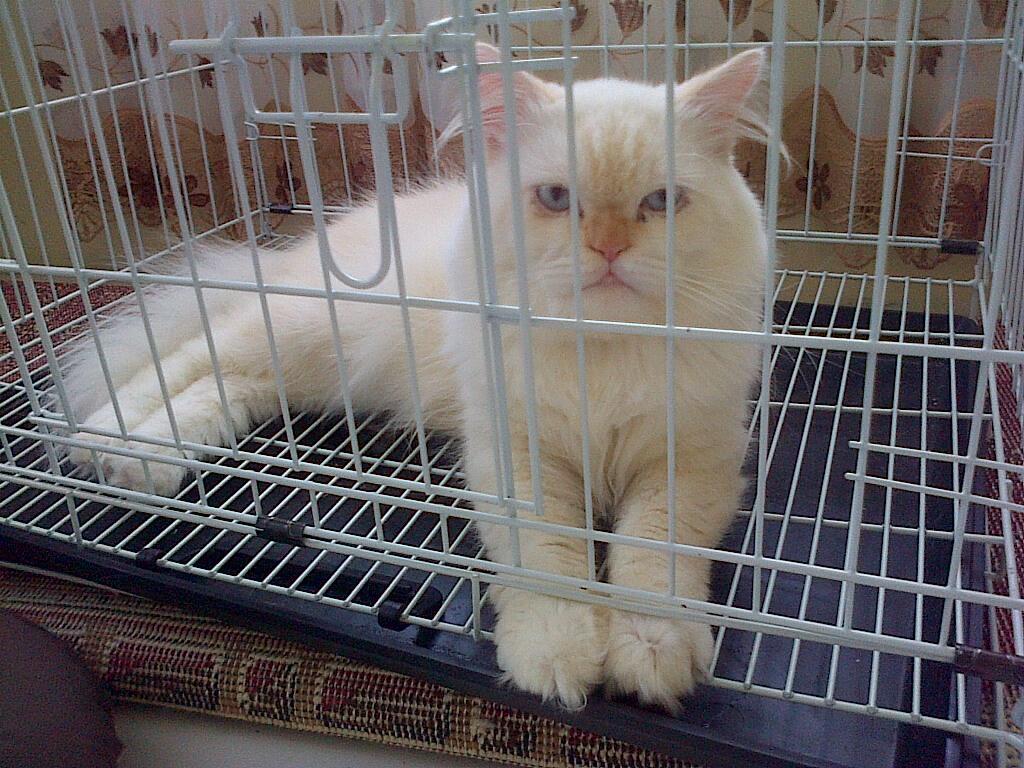 kucing persia batam