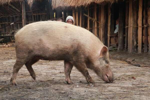 Ini Nih Hewan Paling Mahal di Papua