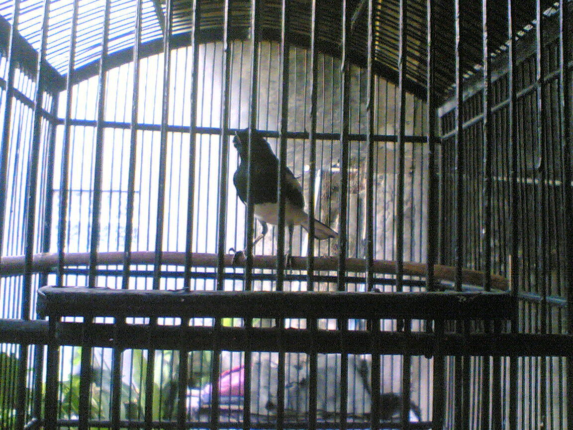 Burung kacer, ciblek,kenari & pleci