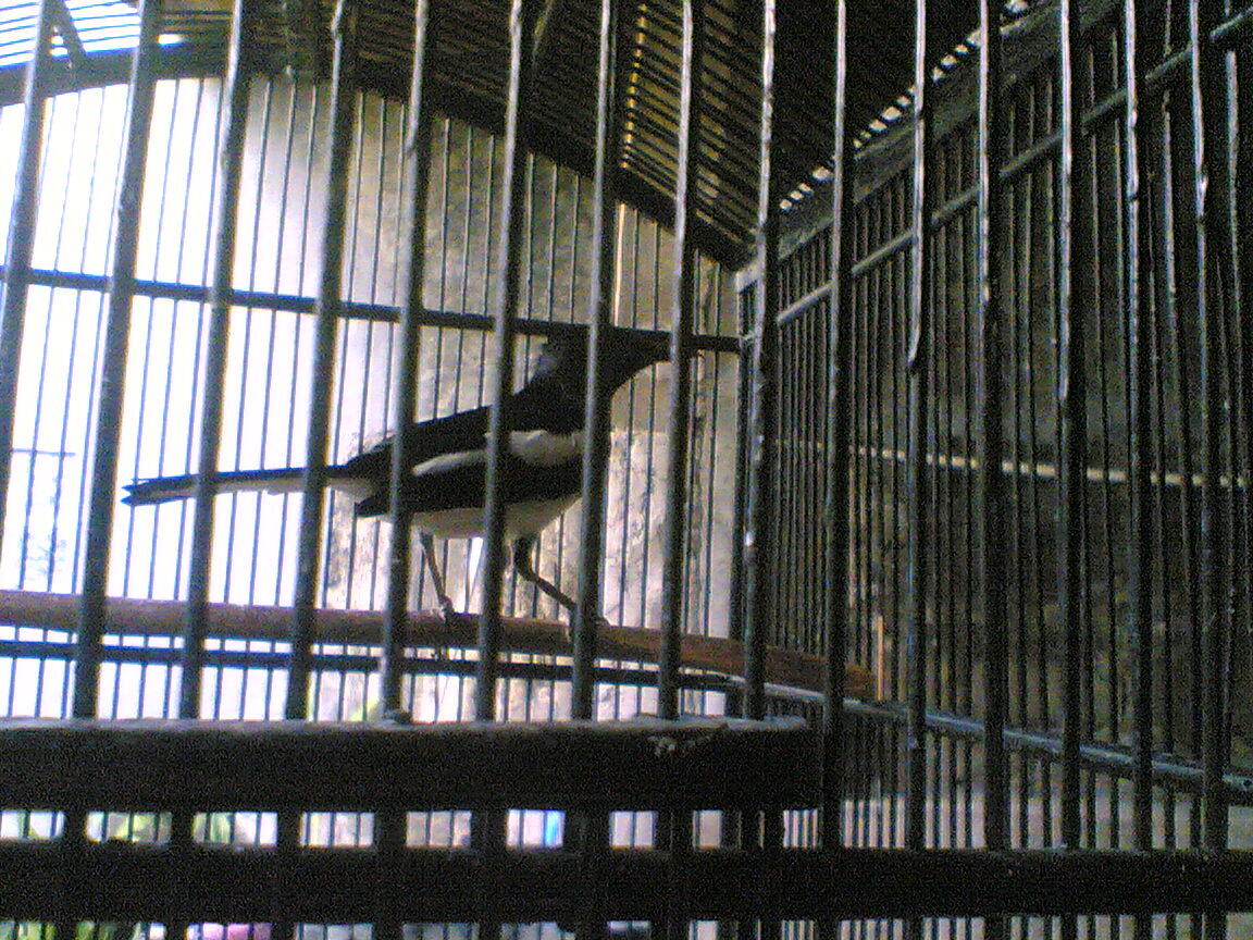 Burung kacer, ciblek,kenari & pleci