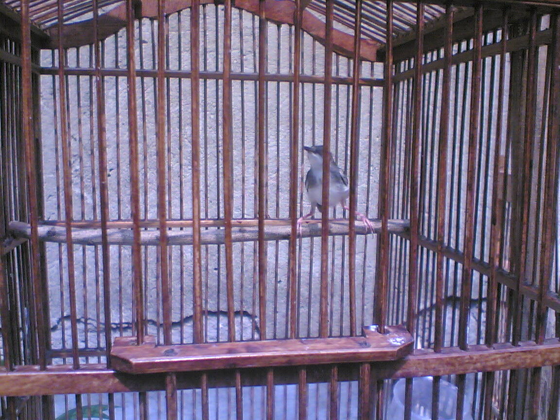 Burung kacer, ciblek,kenari & pleci