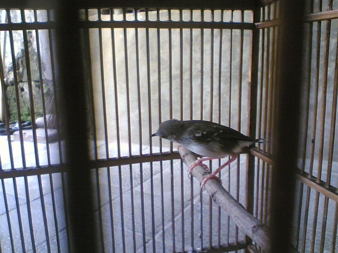 Burung kacer, ciblek,kenari & pleci