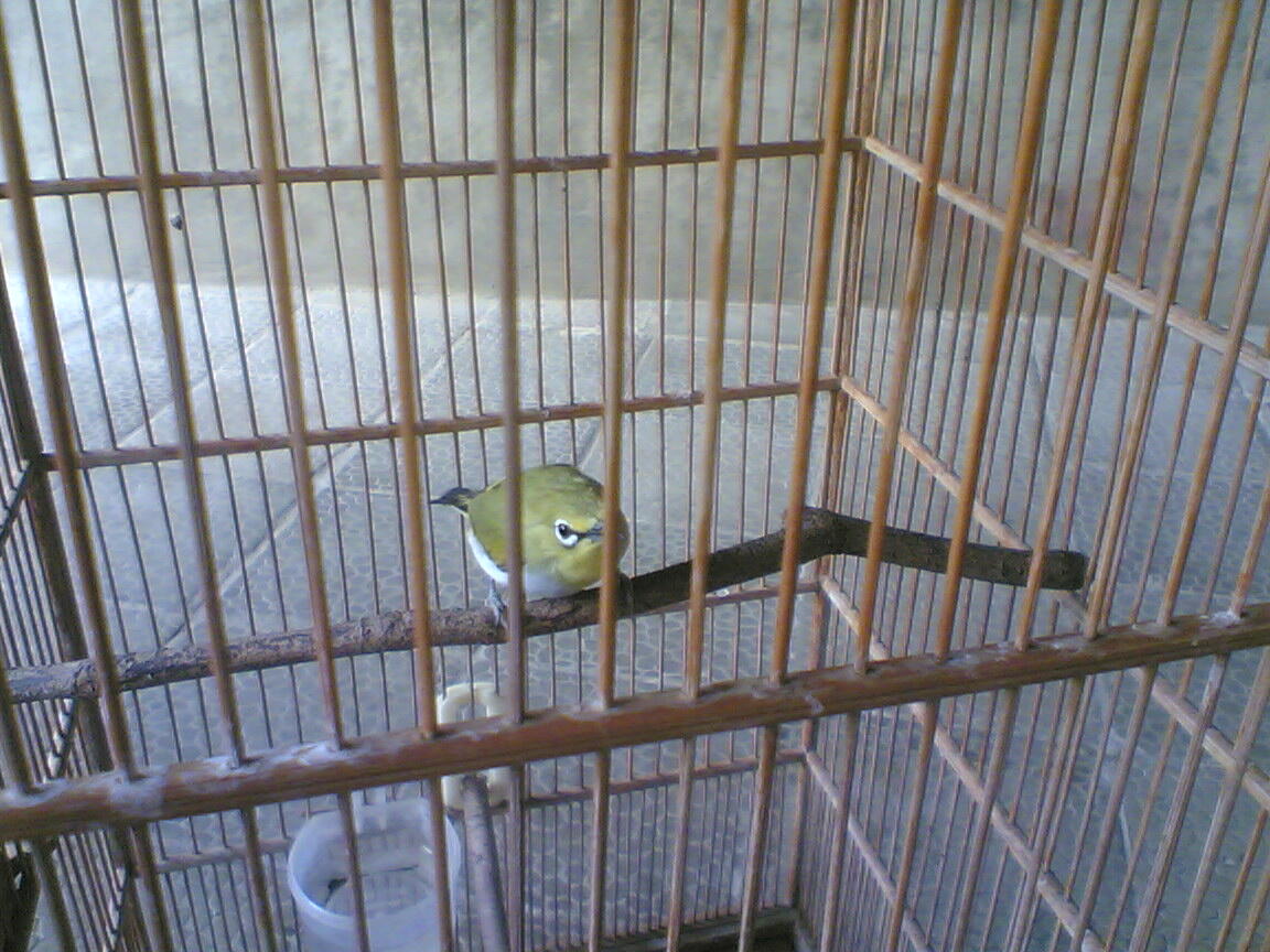 Burung kacer, ciblek,kenari & pleci