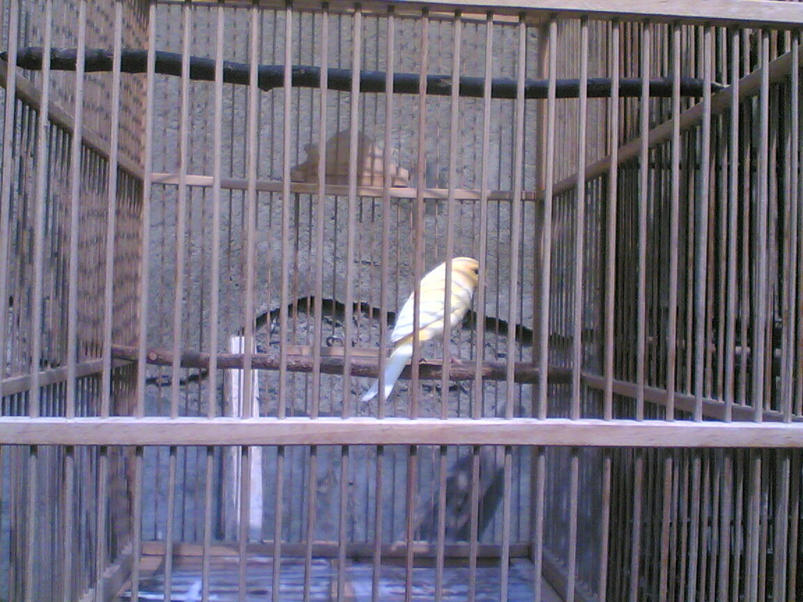 Burung kacer, ciblek,kenari & pleci