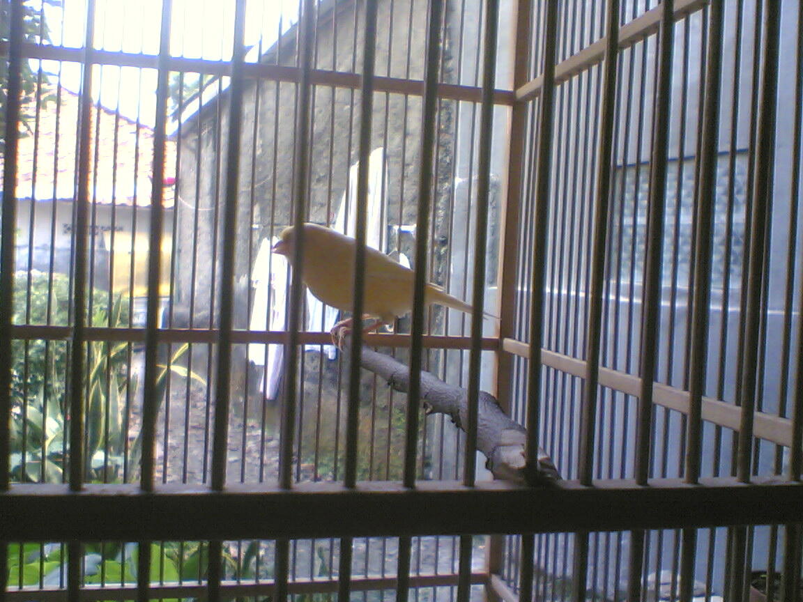 Burung kacer, ciblek,kenari & pleci