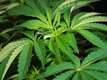 Ganja, Alternatif Pengobatan Kanker