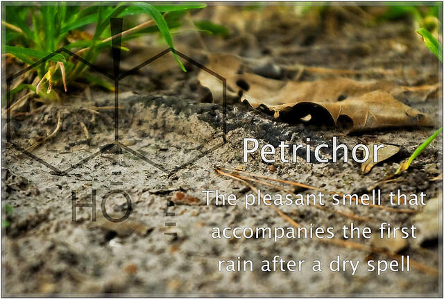 Petrichor, kejutan stelah hujan, bau penghanyut pikiran bawah sadar