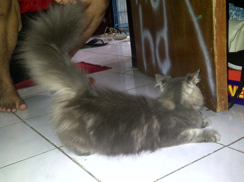 PERSIA BETINA LONG HAIR JOGJA