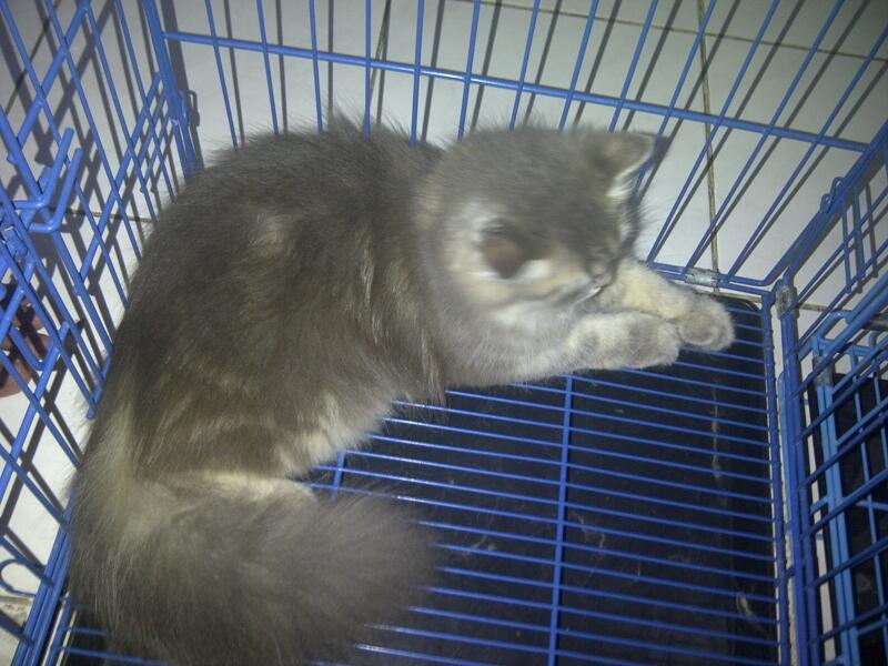 PERSIA BETINA LONG HAIR JOGJA