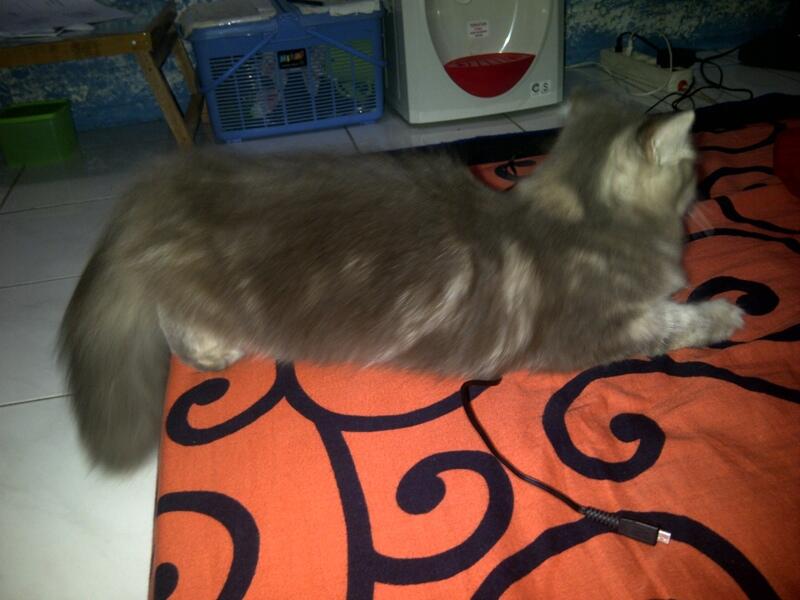 PERSIA BETINA LONG HAIR JOGJA