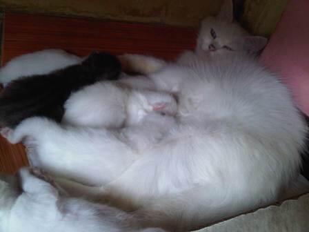 kucing persia betina, dewasa & dijamin proven