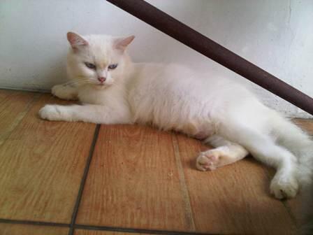 kucing persia betina, dewasa & dijamin proven