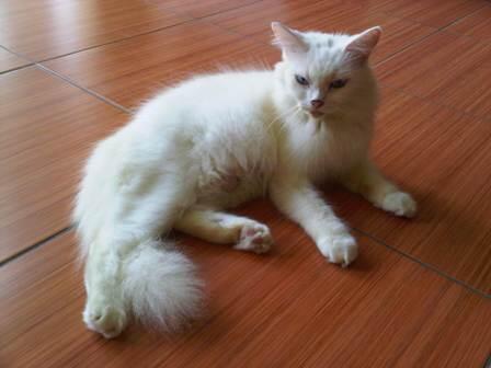 kucing persia betina, dewasa & dijamin proven