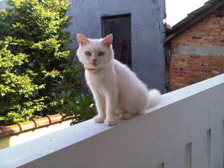 kucing persia betina, dewasa & dijamin proven