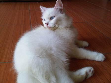kucing persia betina, dewasa & dijamin proven