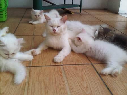 kucing persia betina, dewasa & dijamin proven