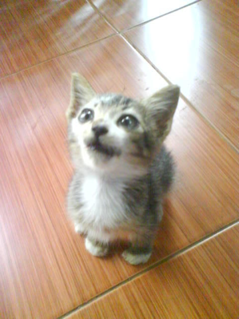 &#91;ask&#93; anak kucing tunggal