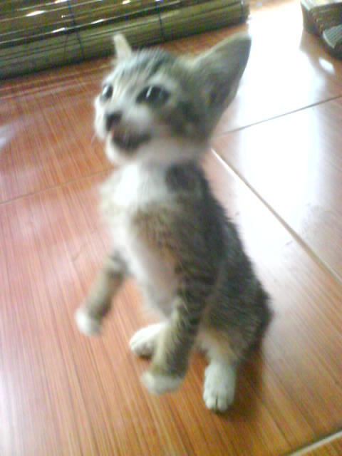 &#91;ask&#93; anak kucing tunggal