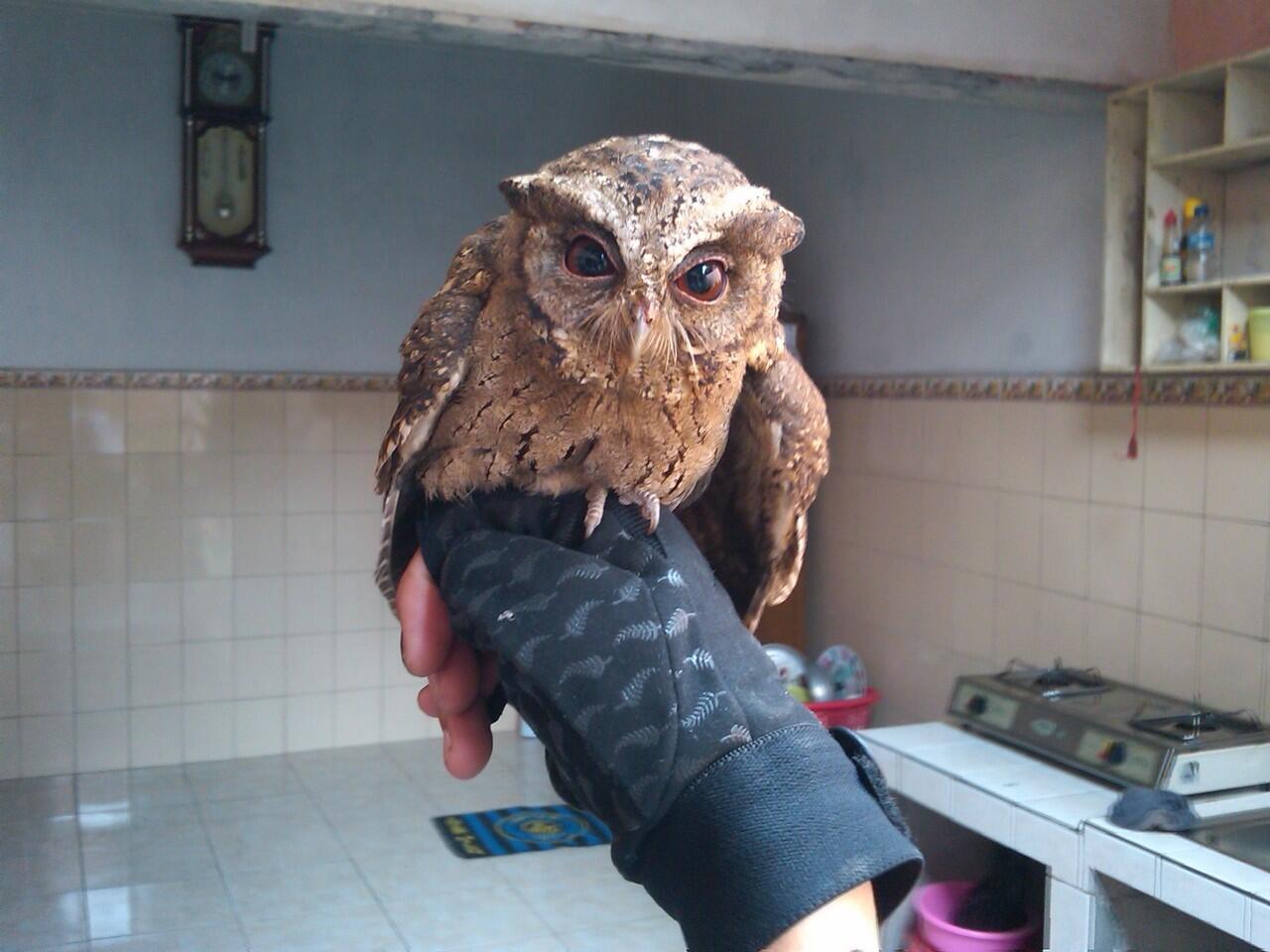 Burung Hantu (owl)