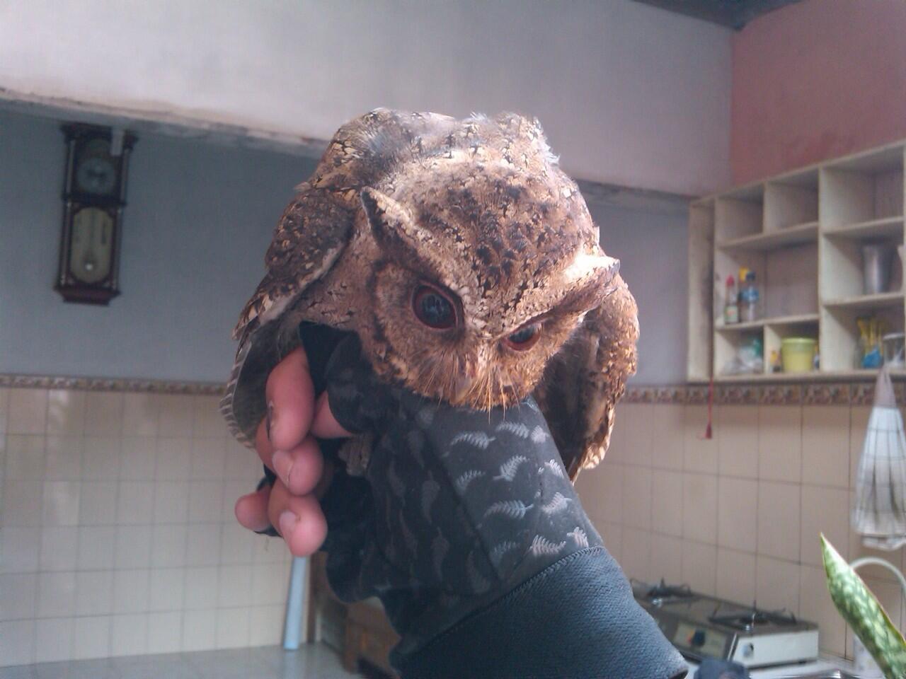 Burung Hantu (owl)