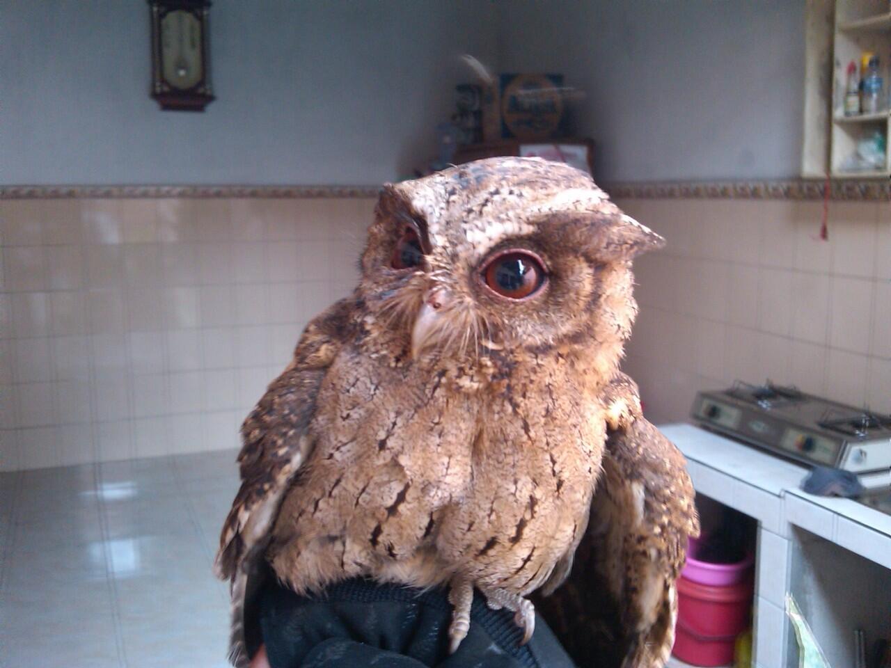 Burung Hantu (owl)