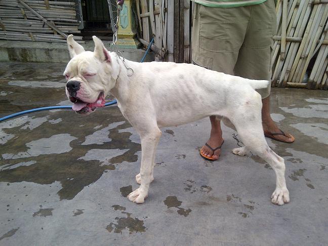 Boxer Jantan Albino langka