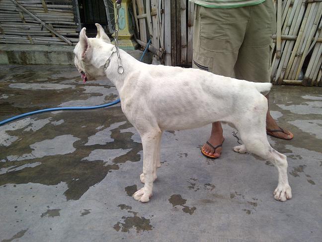 Boxer Jantan Albino langka