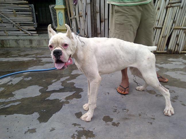 Boxer Jantan Albino langka