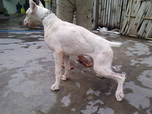 Boxer Jantan Albino langka