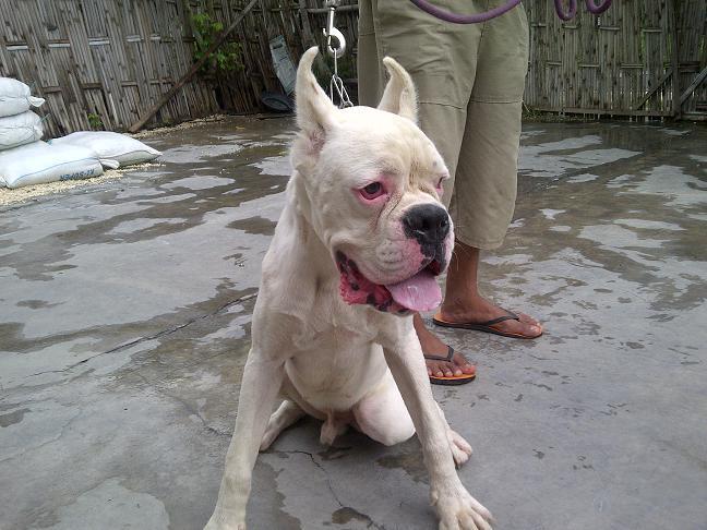 Boxer Jantan Albino langka