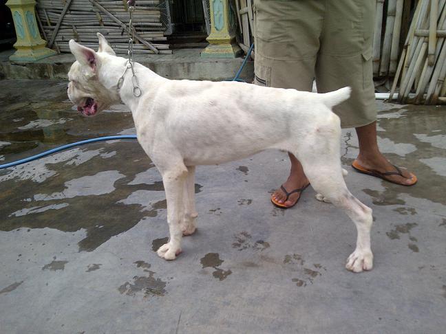 Boxer Jantan Albino langka