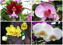 21 Rekor Indonesia di Dunia