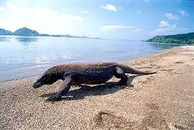 21 Rekor Indonesia di Dunia