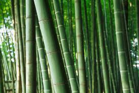 Serat Bambu serat yang Ajaib