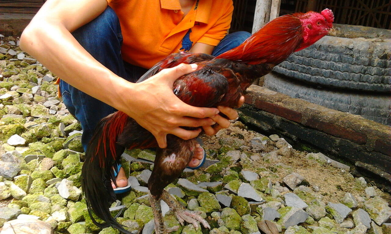 Jual Ayam Bangkok