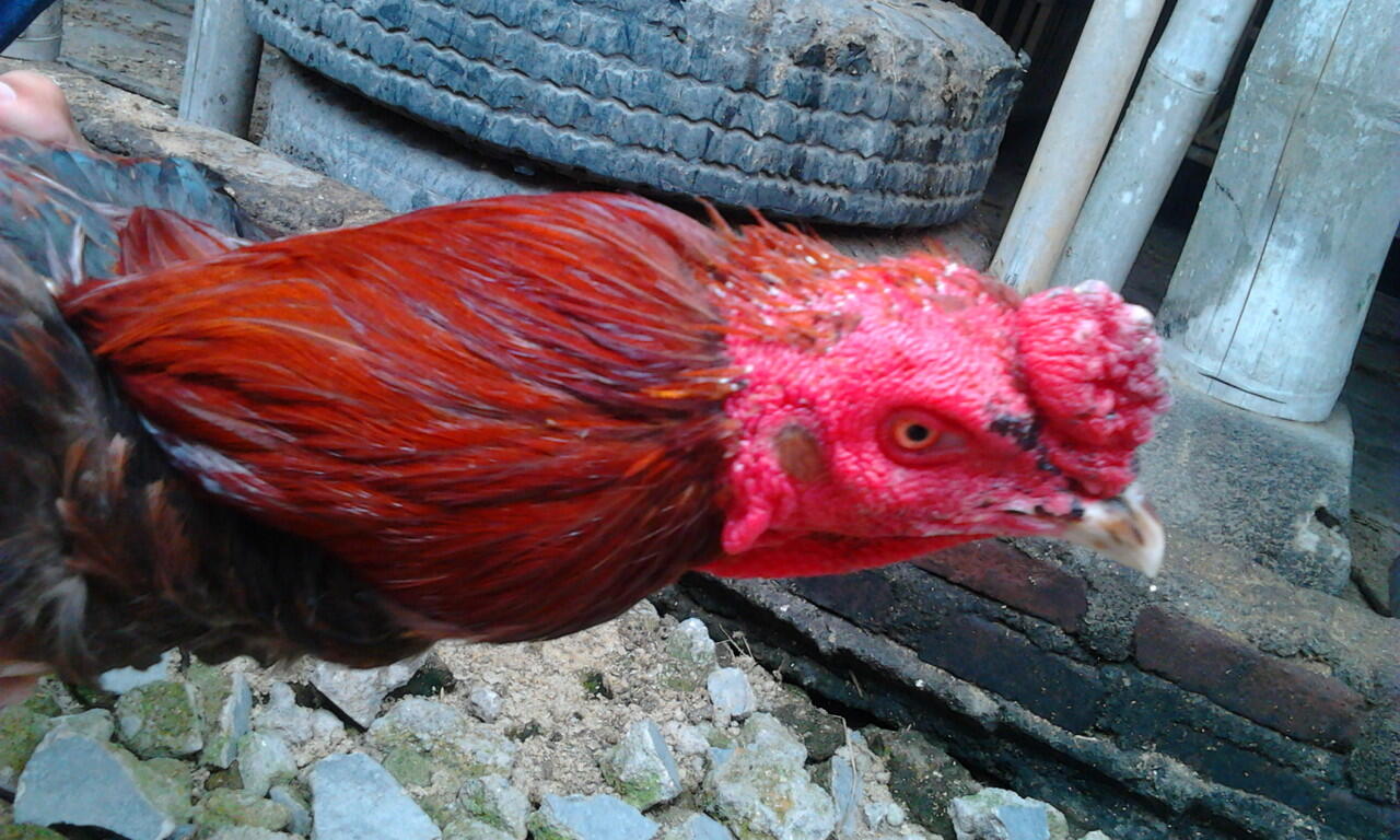 Jual Ayam Bangkok