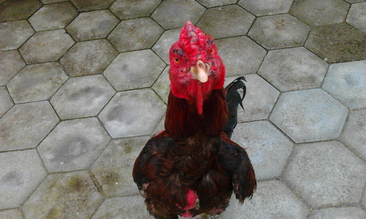Jual Ayam Bangkok