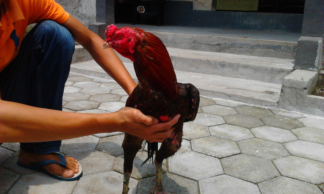Jual Ayam Bangkok