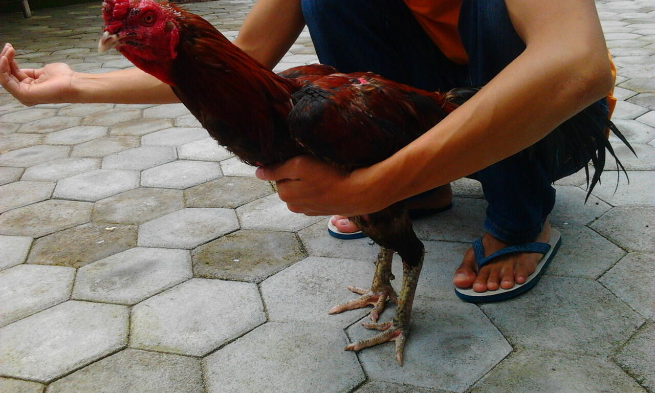 Jual Ayam Bangkok