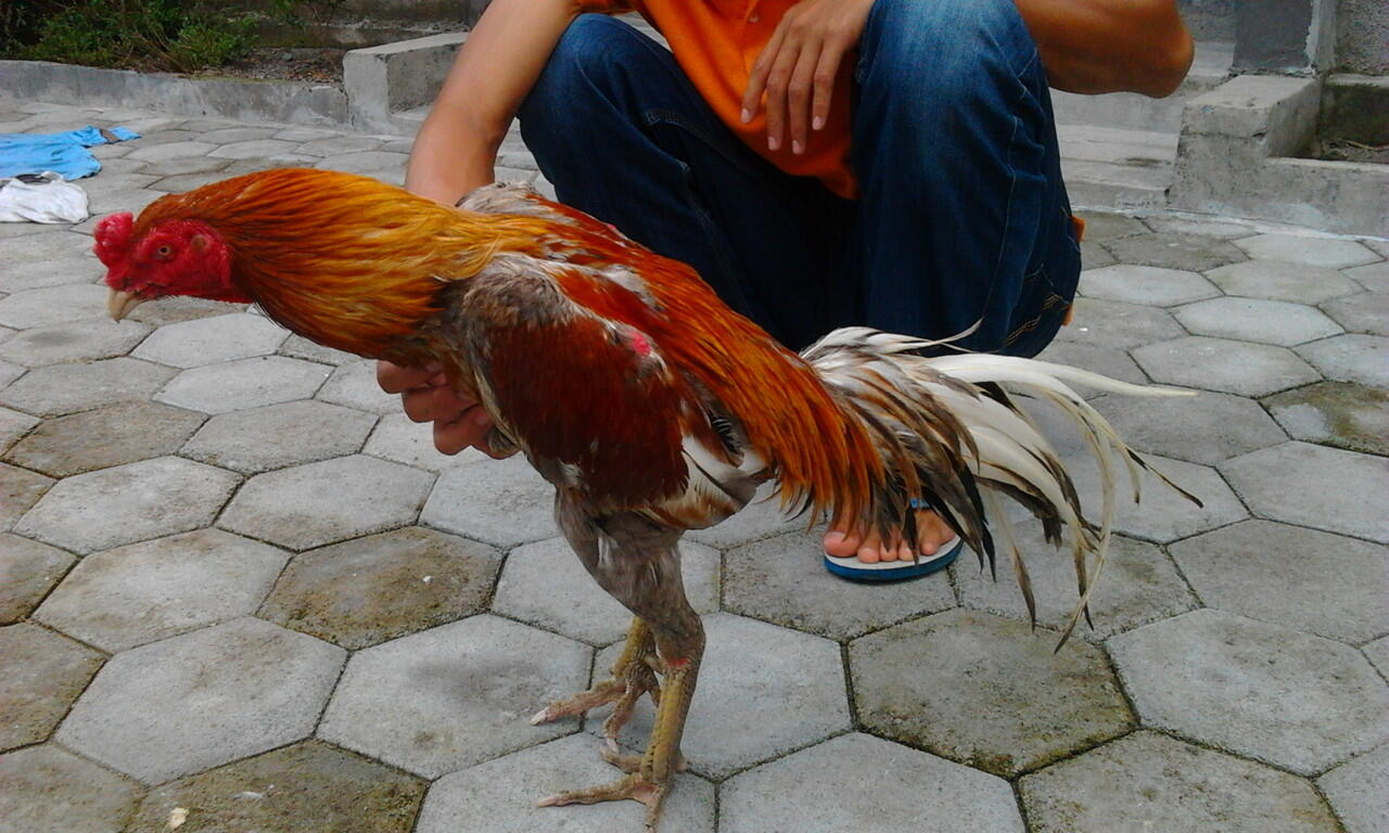 Jual Ayam Bangkok