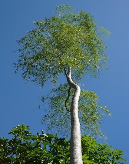 Terjual Kelor Afrika Moringa Thouarsii Di Jakarta Kaskus