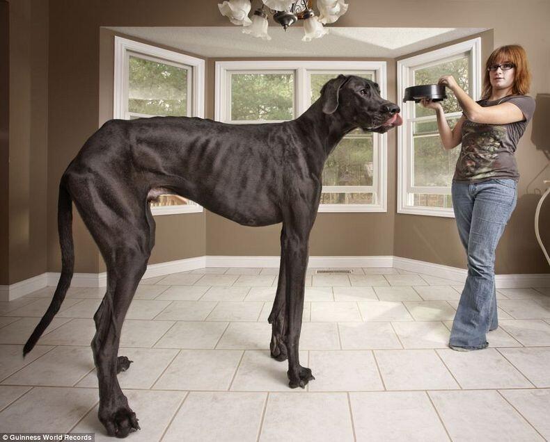 New Entries to The Guinness World Records 2013