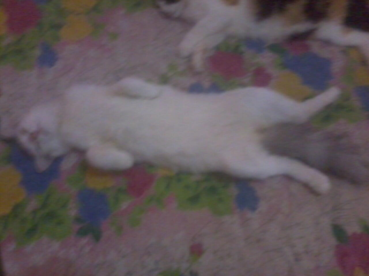 Ketika Kucing menirukan gaya tidur manusia &#91;pic&#93;