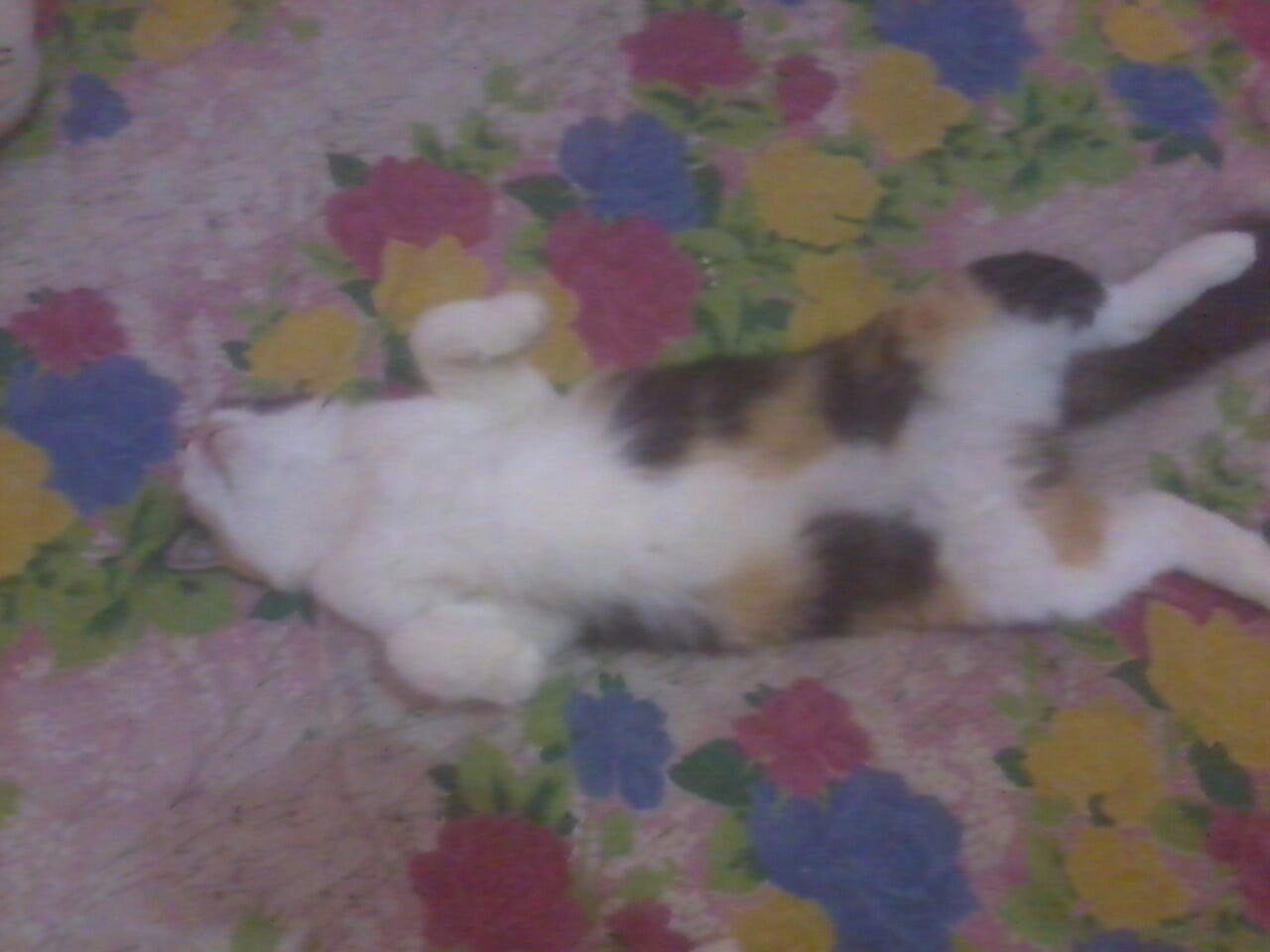 Ketika Kucing menirukan gaya tidur manusia &#91;pic&#93;