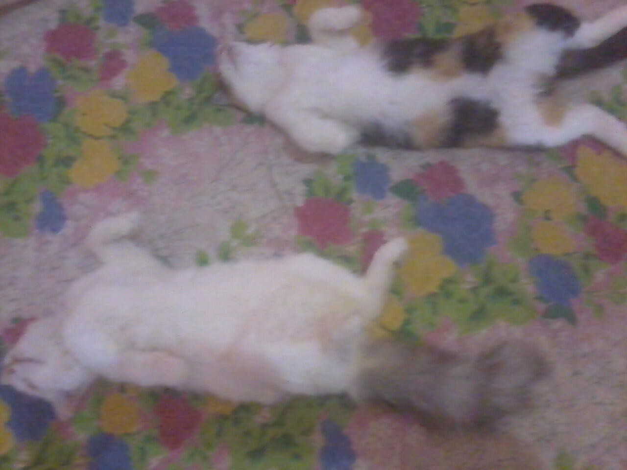 Ketika Kucing menirukan gaya tidur manusia &#91;pic&#93;
