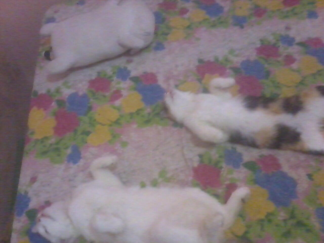 Ketika Kucing menirukan gaya tidur manusia &#91;pic&#93;