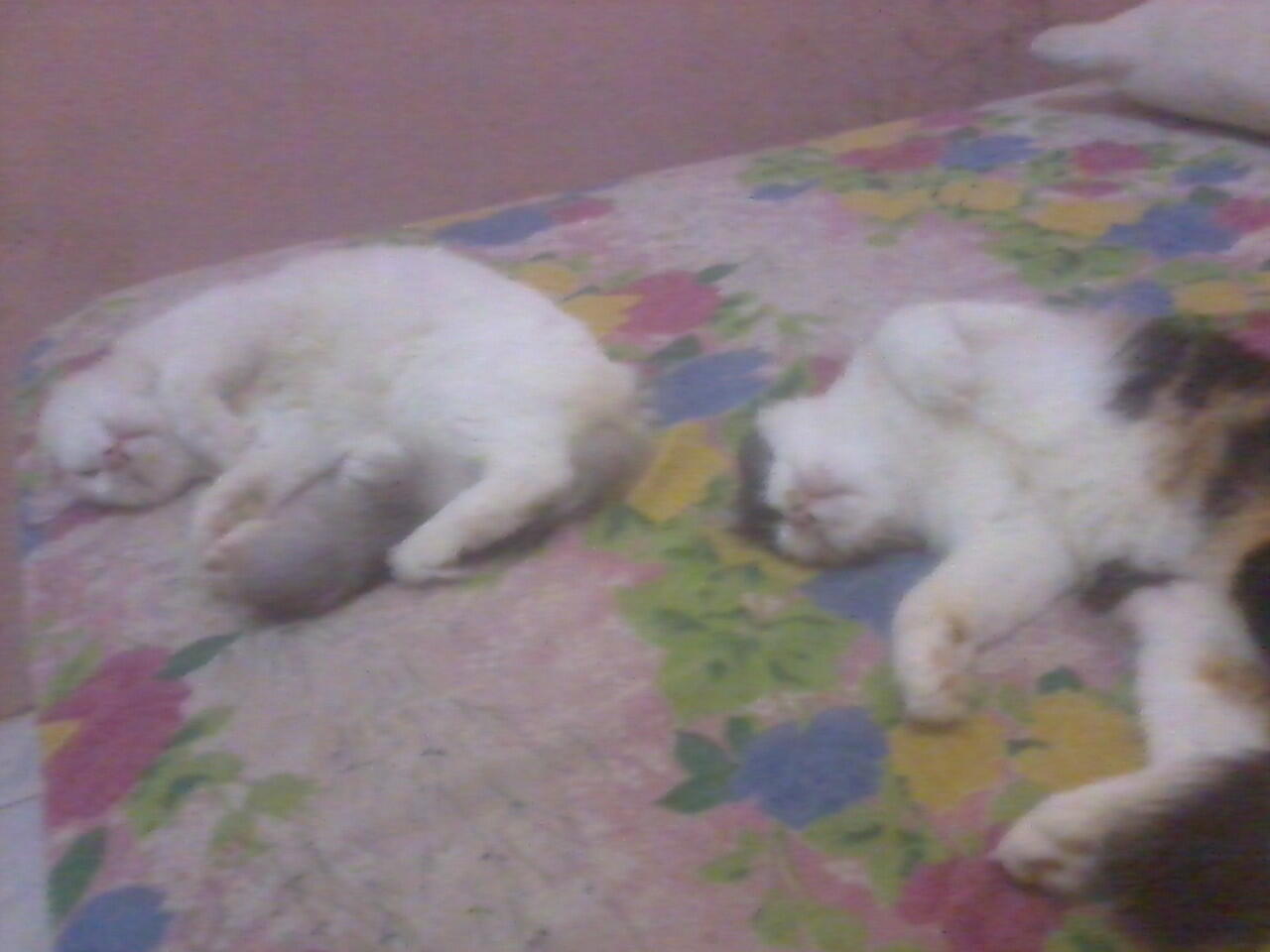 Ketika Kucing menirukan gaya tidur manusia &#91;pic&#93;